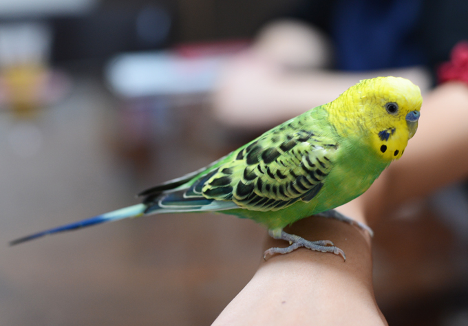 コロナ禍の中 インコを飼い始めて 家族の笑顔が増えました かごじょプレス